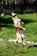 Image showing Jumping Sheep-dog