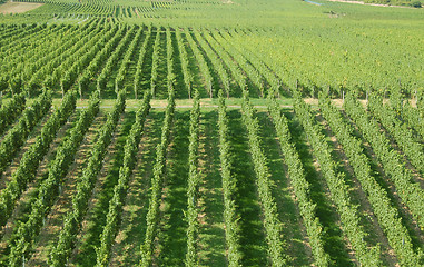 Image showing Vineyard Rows