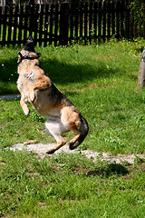 Image showing Flying Sheep-dog