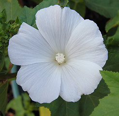 Image showing White Lavatera