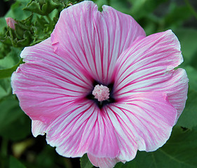 Image showing Pink Lavatera