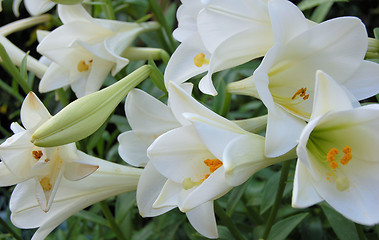 Image showing Group of Lillies