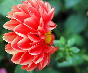 Image showing Dahlia Side View