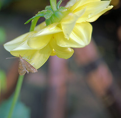 Image showing Dahlia and Moth