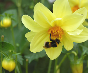 Image showing Yellow Dahlia and Bee