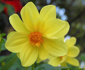 Image showing Yellow Dahlia