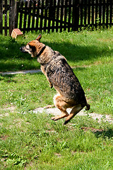 Image showing Flying Sheep-dog