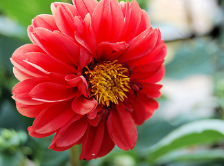 Image showing Red Dahlia Close Up