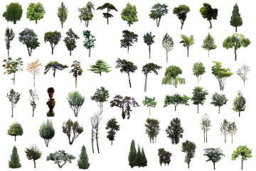 Image showing Set of trees isolated on white background. 