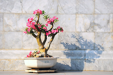 Image showing Frangipani, Plumeria, Templetree,Thai flower 