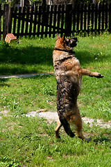 Image showing Dancing Dog