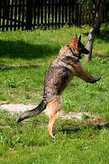 Image showing Jumping Sheep-dog