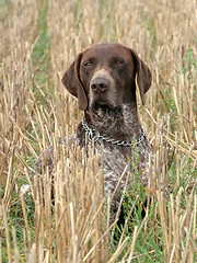 Image showing German shorthaired pointer dog 