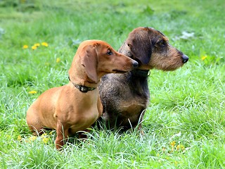 Image showing Dachshund Dogs