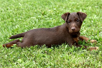 Image showing German Hunting Terrier puppy