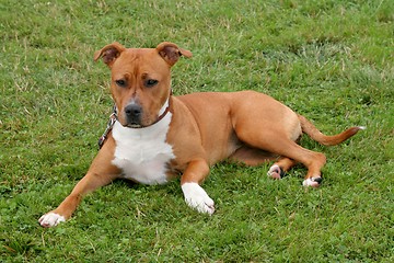 Image showing American Staffordshire Terrier