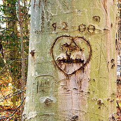 Image showing Heart Tree