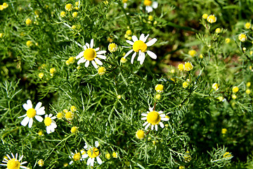 Image showing Camomile