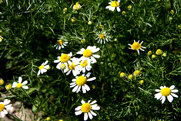 Image showing Camomile