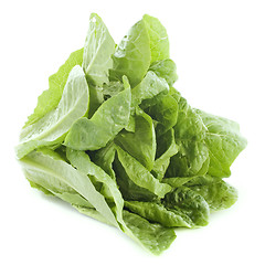 Image showing Romaine lettuce