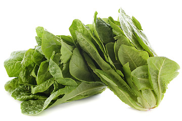 Image showing Romaine lettuces