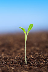 Image showing Green seedling