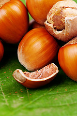 Image showing Hazelnut