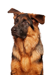 Image showing German shepherd