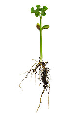 Image showing Plant with roots