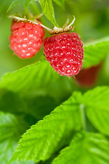 Image showing Raspberries