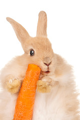 Image showing Cute rabbit