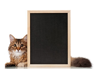 Image showing Cat with blackboard