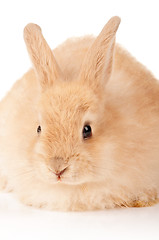 Image showing Cute rabbit