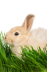 Image showing Rabbit in grass