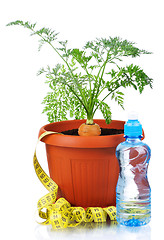 Image showing Carrot in plastic pot