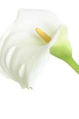 Image showing White calla on white