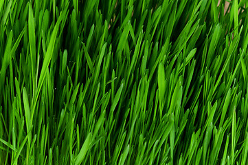 Image showing Wheat grass