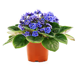 Image showing Blossoming violets