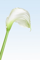 Image showing White Calla Lily