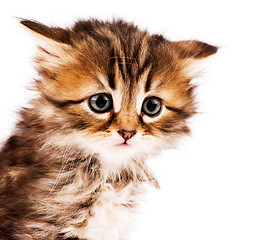 Image showing Cute kitten