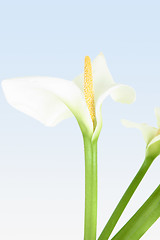 Image showing Exquisite Calla