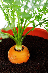 Image showing Carrot in plastic pot