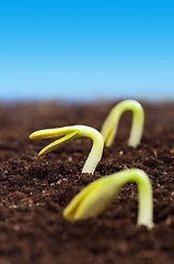 Image showing Green seedling