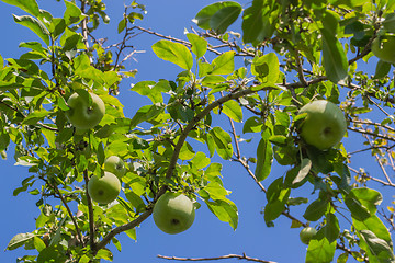 Image showing Apples 1