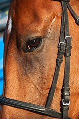 Image showing Horse Closeup