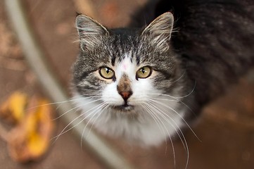 Image showing Rural Cat