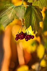 Image showing Guelder-rose Red