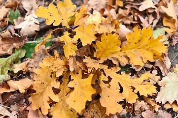 Image showing Autumn Oak Leaves