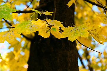 Image showing Autumn Comes