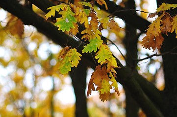 Image showing Autumn Oak Leaves